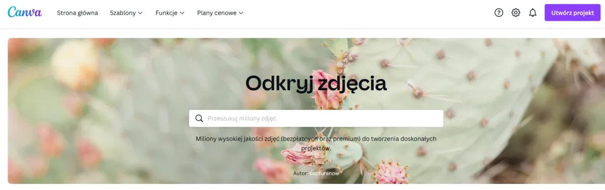 Wyszukiwarka darmowych zdjęć w serwisie Canva